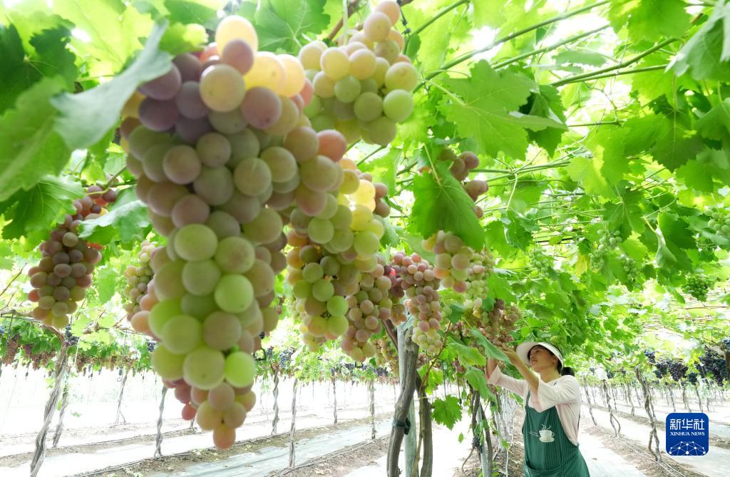 河北卢龙：葡萄种植促增收(2) 