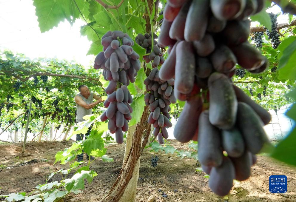 河北卢龙：葡萄种植促增收(3) 