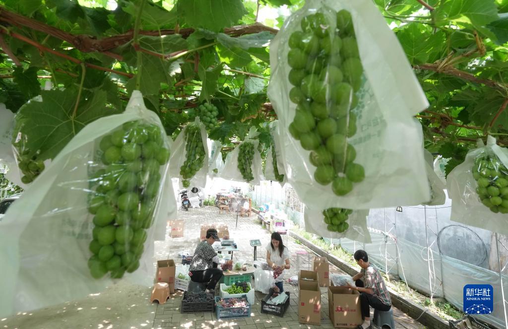 河北卢龙：葡萄种植促增收(4) 