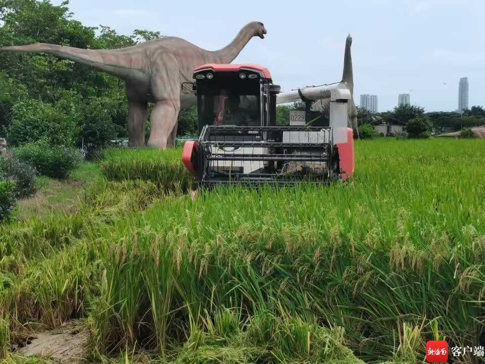 三亚市举行再生稻种植产业发展咨询会