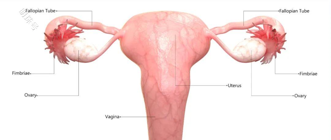 输卵管造影是什么体验？一些关于输卵管造影的细节