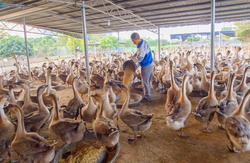广西合浦：发展养鹅产业助力致富增收